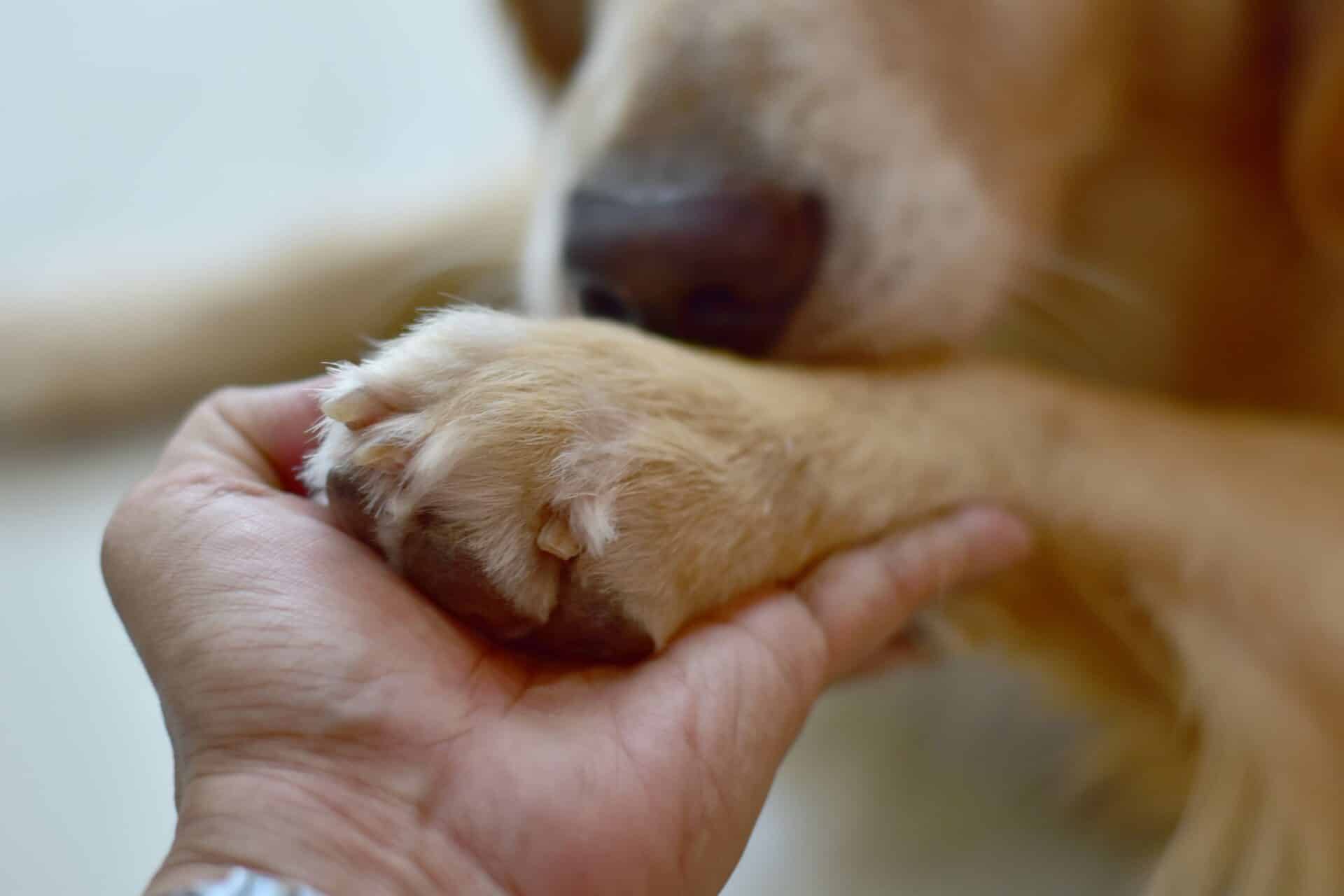 Compassionate End of Life Care for Pets in Oklahoma City, OK