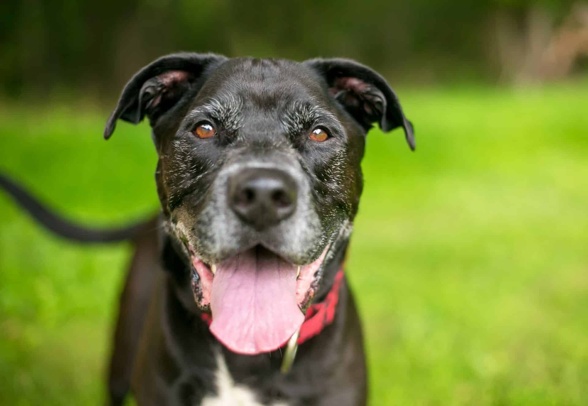 How Often Should My Pet Get a Dental Cleaning?