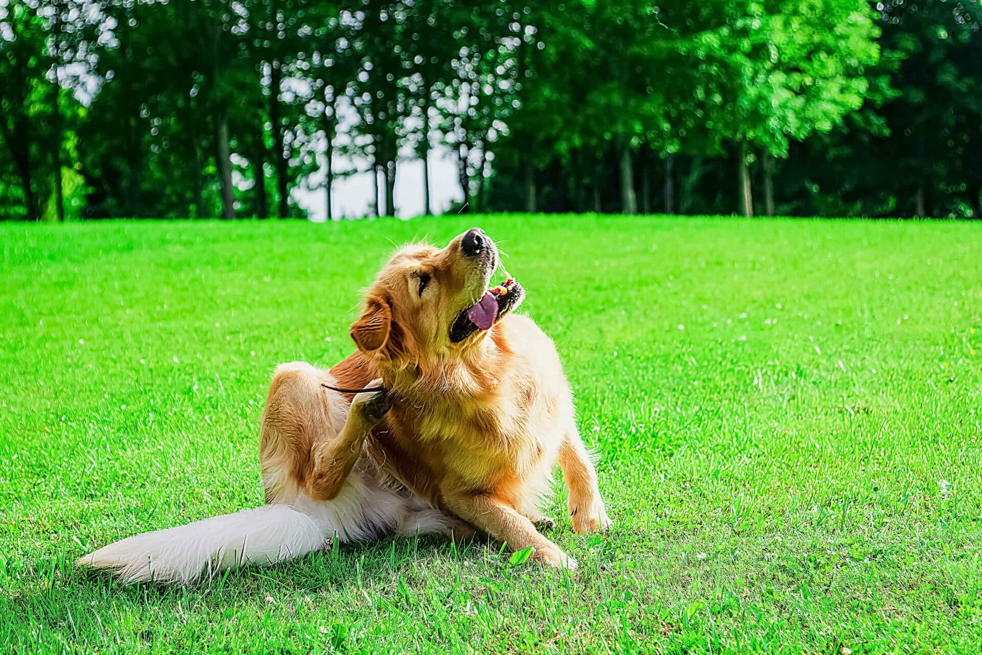 How Often Should My Pet Receive Parasite Prevention?