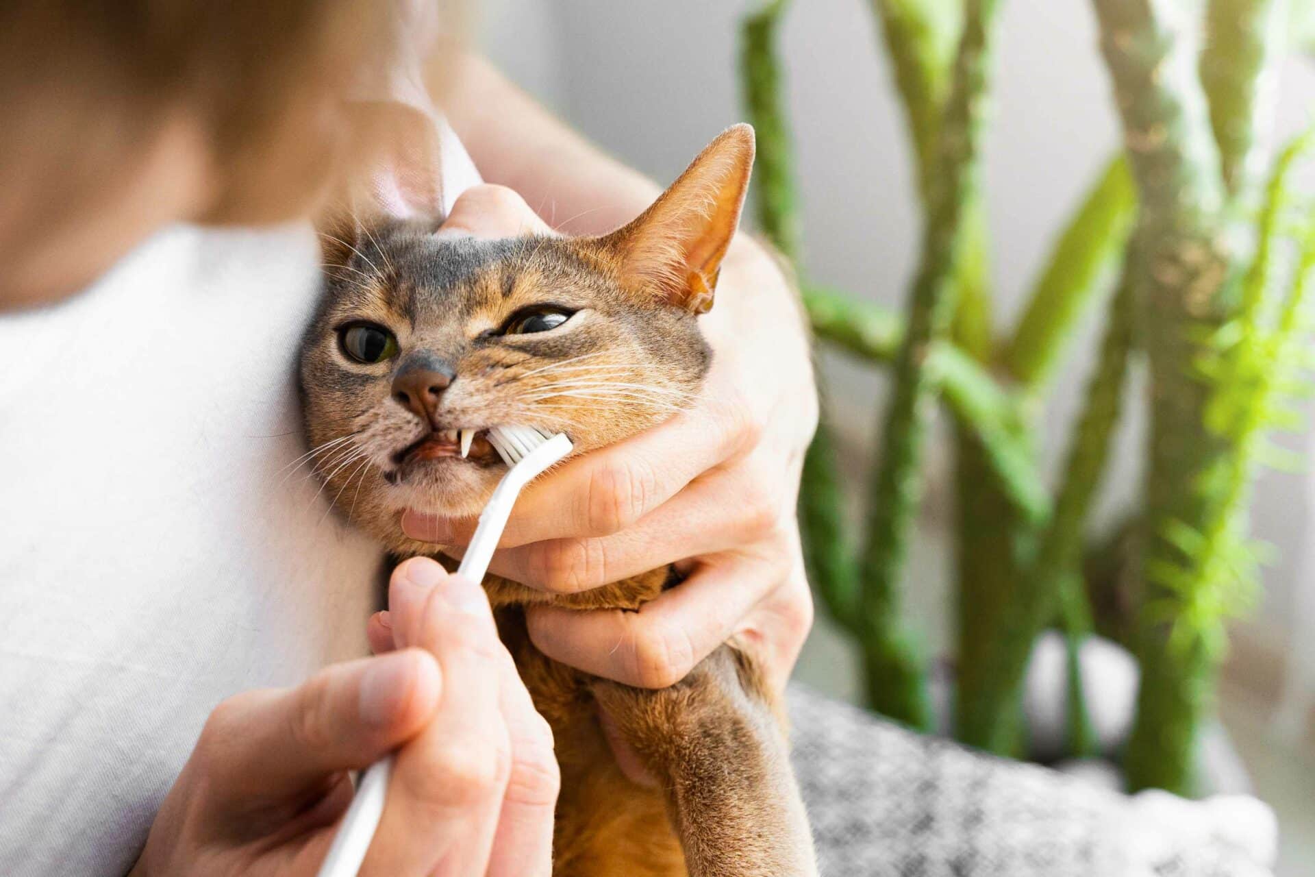 Our Pet Dental Cleaning Services