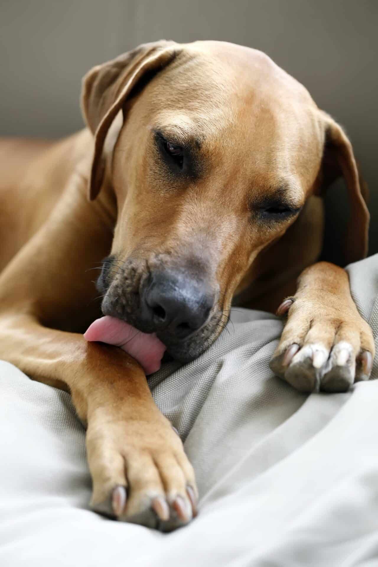 Parasite Prevention for Dogs & Cats in Oklahoma City, OK | Okie Paws Veterinary Clinic