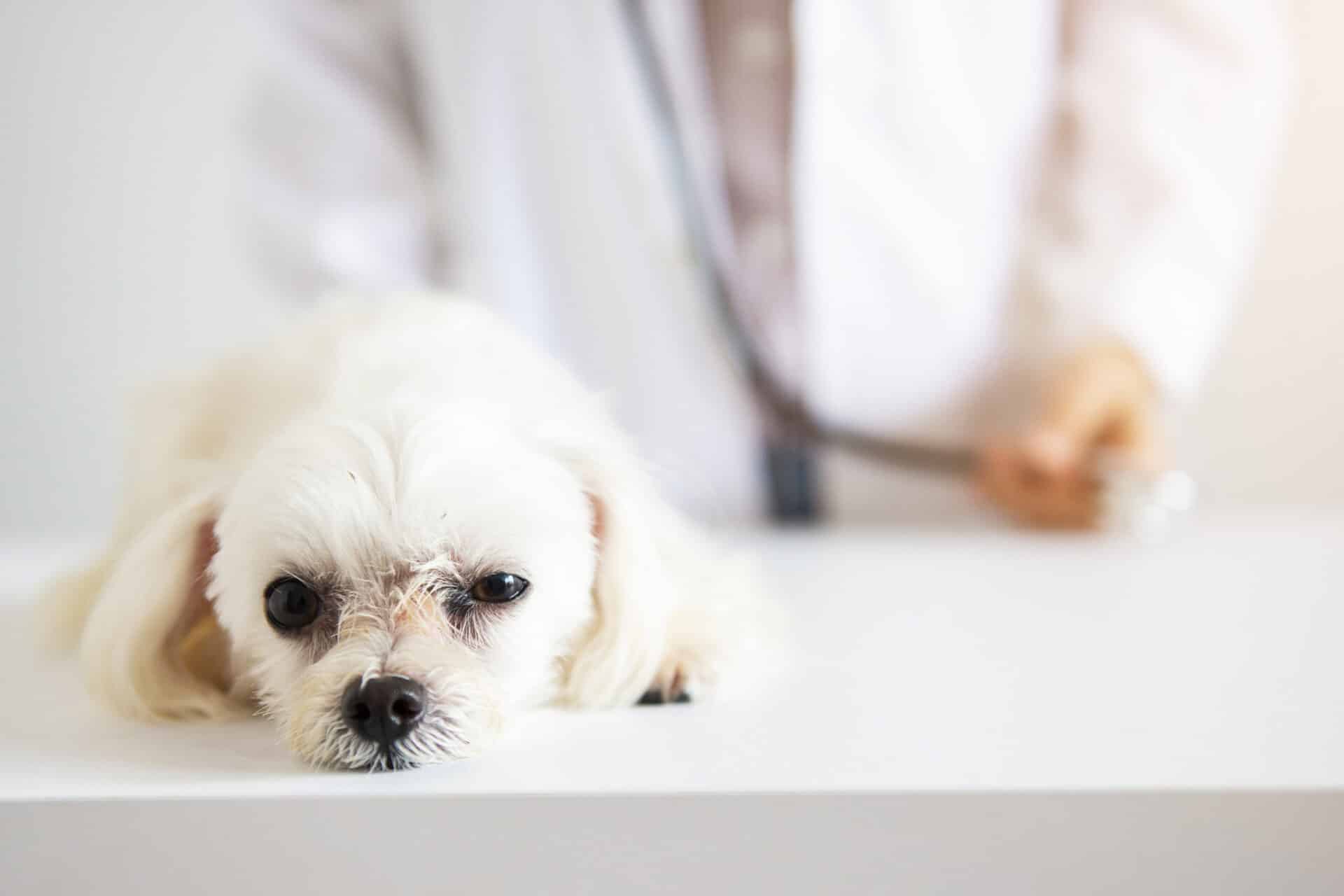 Pet Vaccinations - Protecting Dogs and Cats at Okie Paws Veterinary Clinic, PLLC