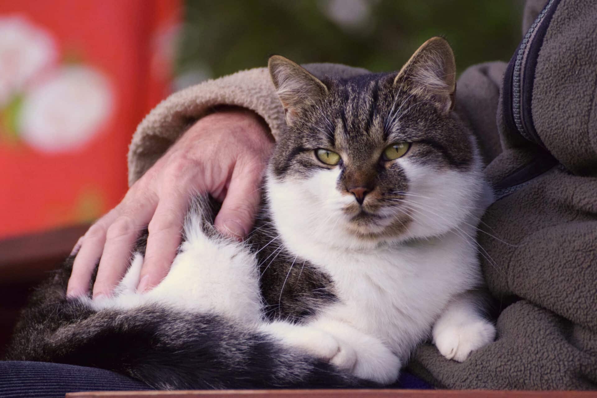 Senior Pet Health Care in Oklahoma City, OK