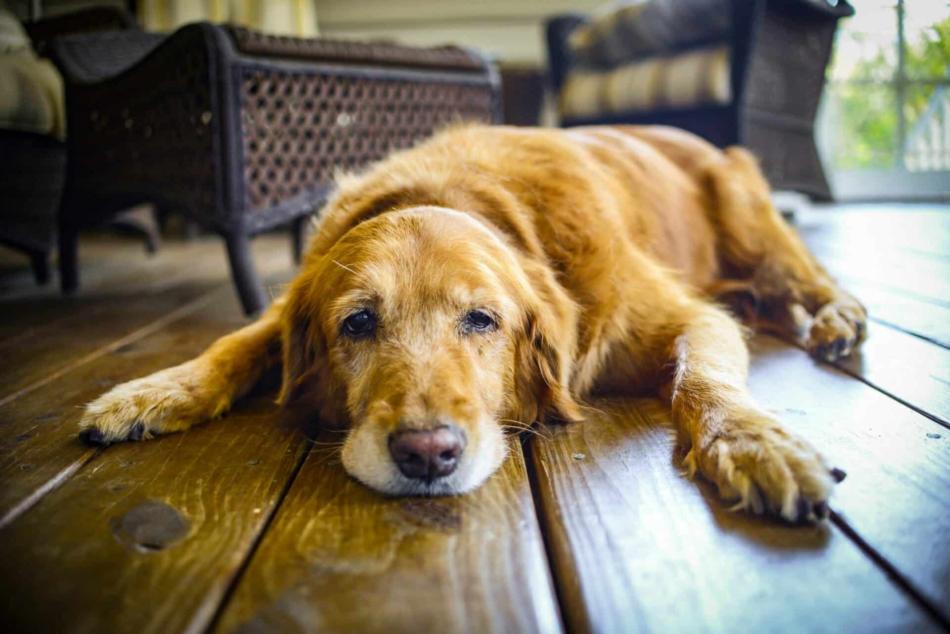 Senior Pet Health Services at Okie Paws Veterinary Clinic