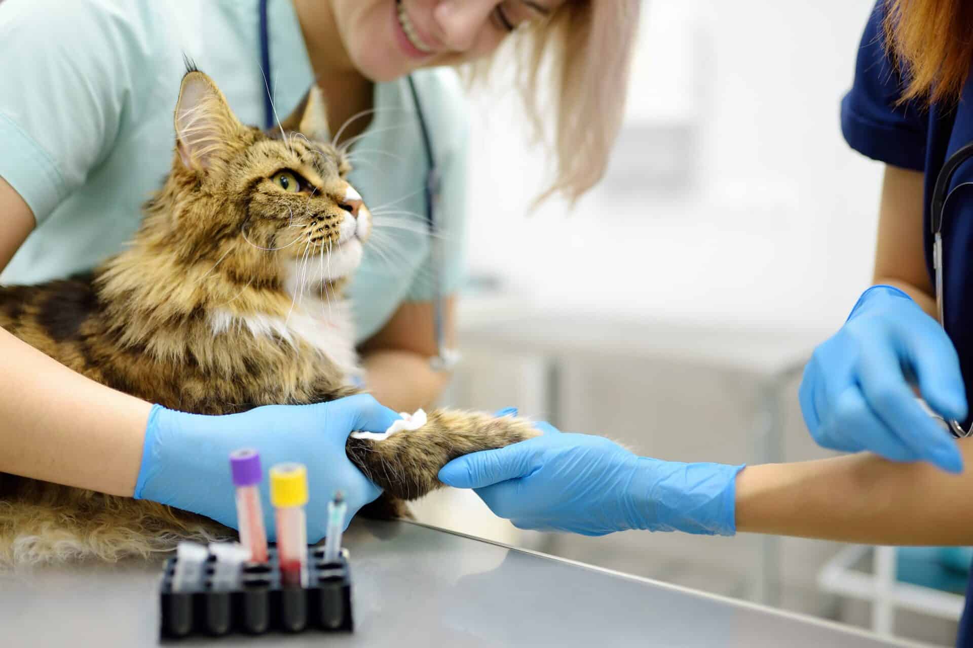Veterinary Diagnostics in Oklahoma City – Okie Paws Veterinary Clinic, PLLC