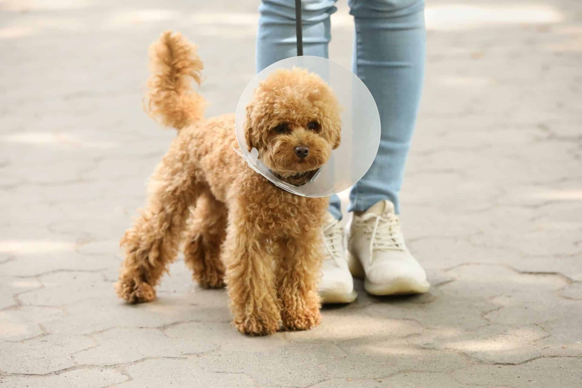 Veterinary Surgical Services in Oklahoma City, OK