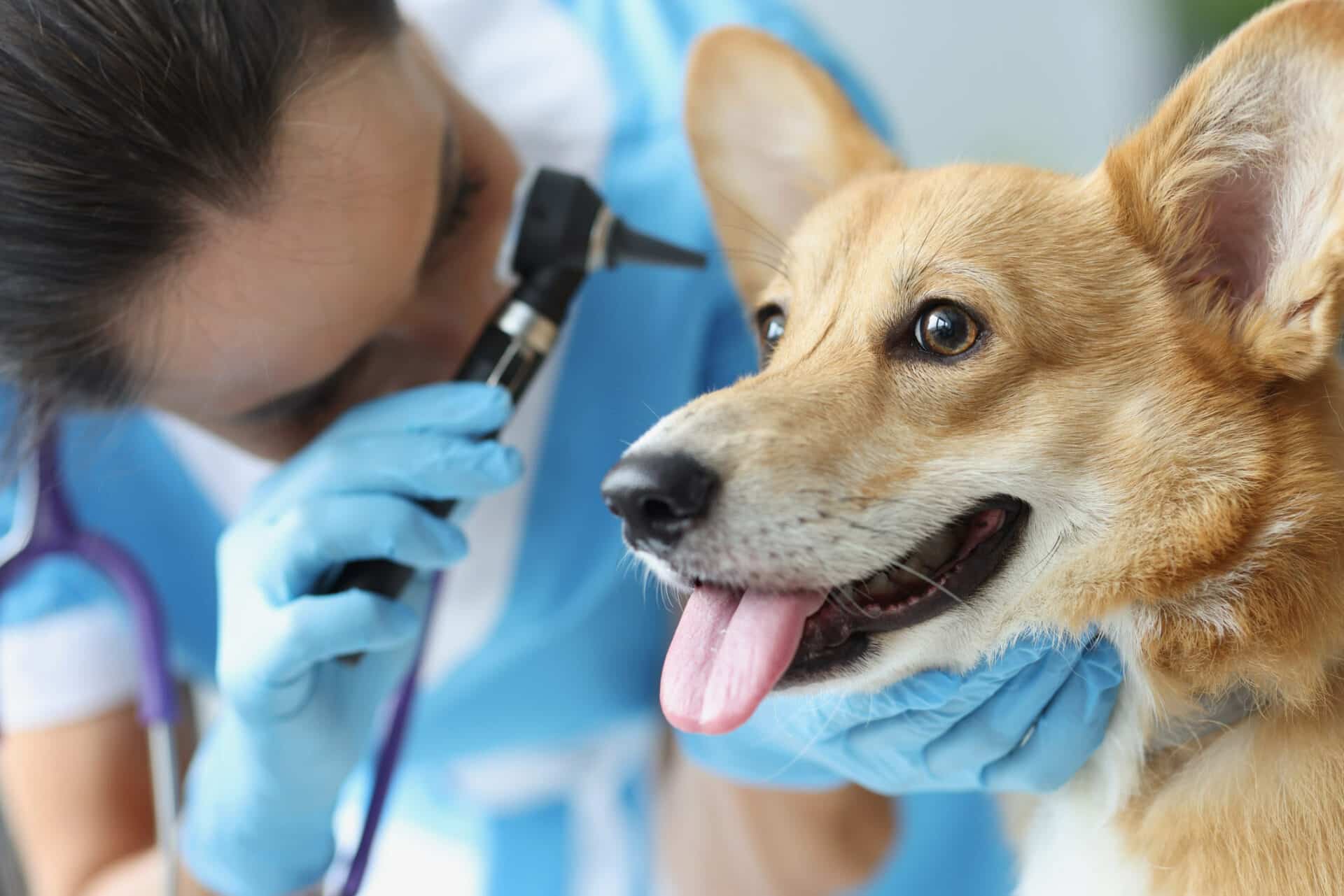 Wellness Exams for Dogs and Cats in Oklahoma City, OK