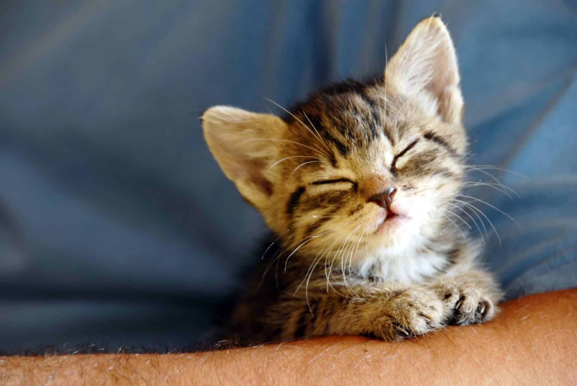 What to Expect During Your Puppy or Kitten’s Wellness Exam: